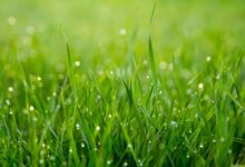 Photo of Почему трава имеет зеленый цвет: ответы от физиков, химиков, биологов для детей и взрослых