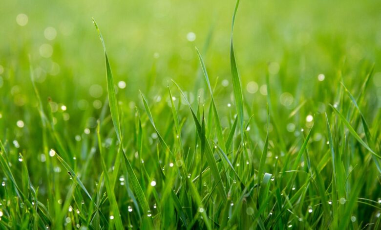 Photo of Почему трава имеет зеленый цвет: ответы от физиков, химиков, биологов для детей и взрослых