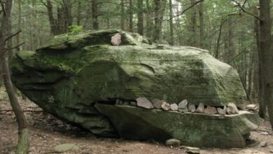 Photo of Неожиданные вещи, на которые вряд ли захочется наткнуться во время прогулки по лесу (25 фото)