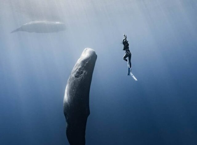 Photo of Невероятные подводные фотографии