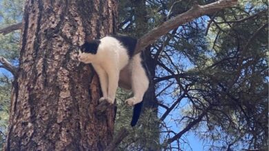 Photo of Мультяшно висящий на дереве кот был спасён в национальном парке Гранд