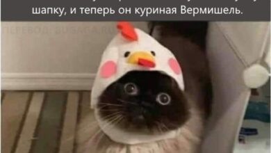 Photo of Весёлые мемы, которые наверняка понравятся вашей кошке (14 шт)