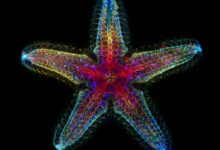 Photo of Фотосъёмка микроскопического: победители конкурса Nikon Small World 2024 (19 фото)